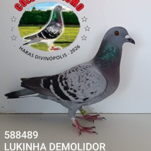 01 - 588489 LUKINHA DEMOLIDOR