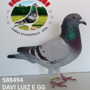 03 - 588494 DAVI LUIZ E GG