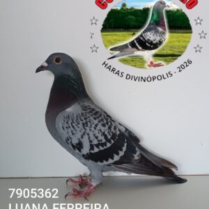 05 - 7905326 LUANA FERREIRA