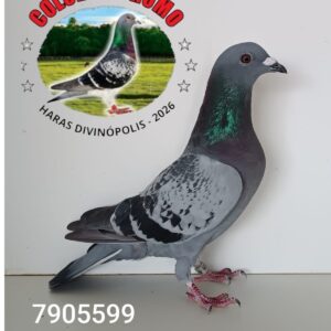 06 - 7905529 FENIX