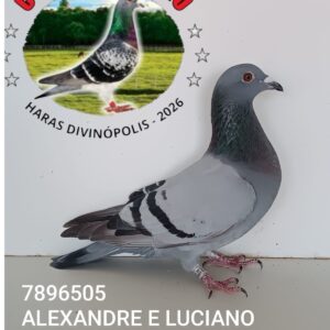 07 - 7896505 ALEXANDRE E LUCIANO