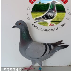 08 - 525246 ESPERANÇA