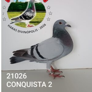 09 - 21026 CONQUISTA 2