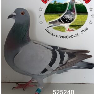 11 - 525240 ESPERANÇA