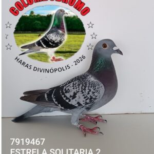 29 - 7919467 ESTRELA SOLITÁRIA 2