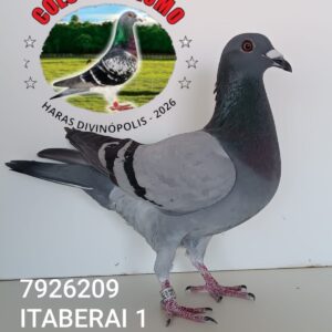 13 - 7926209 ITABERAI 1