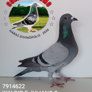 14 - 7914622 WALDIR E JULIANO 2