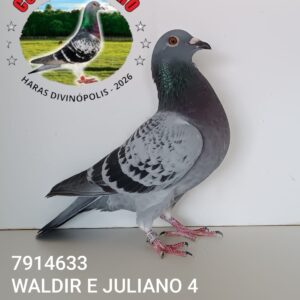16 - 7914633 WALDIR E JULIANO 4