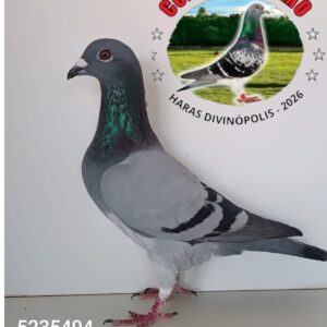 17 - 5235494 VILA REAL E RODOLFO 1