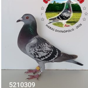 19 - 5210309 SAVIO