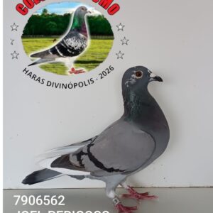 20 - 7906562 JOEL PERIGOSO