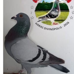 21 - 5228267 OLIVEIRA 2