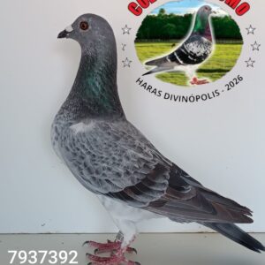 22 - 7937392 SHUMACHER