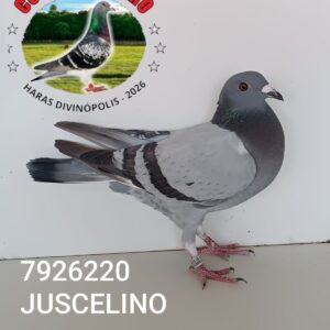 23 - 7926220 JUSCELINO