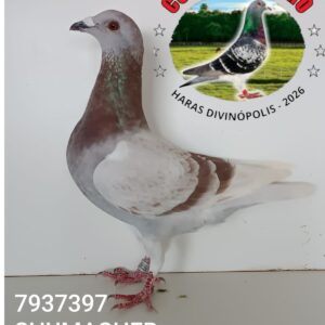 24 - 7937397 SHUMACHER
