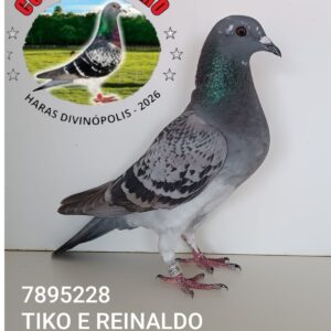 25 - 7895228 TIKO E REINALDO