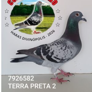 26 - 7926582 TERRA PRETA 2
