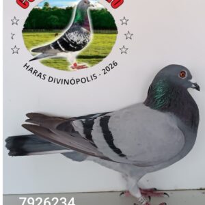 27 - 7926234 JUSCELINO