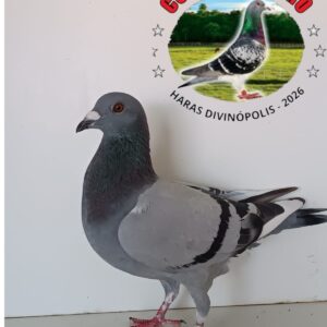 28 - 5208611 EDUARDO PEREIRA 2