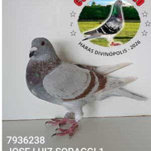 30 - 7936238 JOSE LUIZ SORAGGI 1
