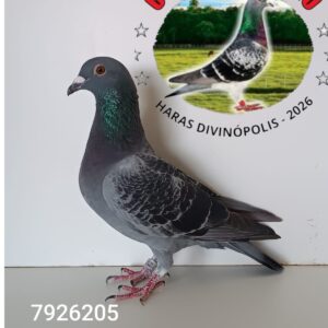 31 - 7926205 ROBERTO AREBA